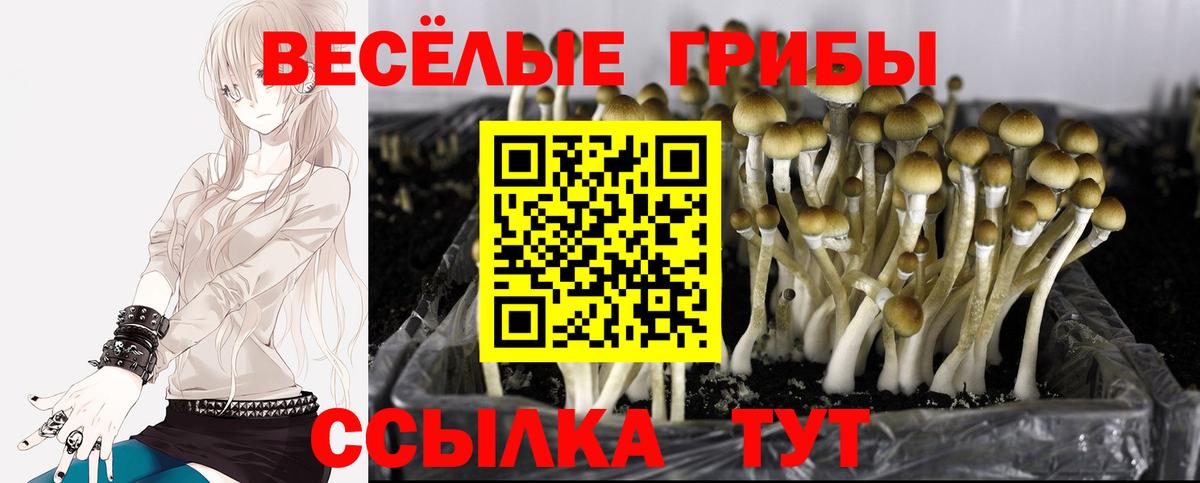 Галлюциногенные грибы ЛСД  где купить   Галлюциногенные грибы Psilocybe  Энгельс 